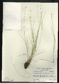 Carex leptalea subsp. leptalea image