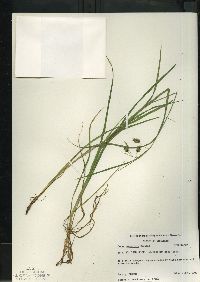 Carex magellanica subsp. irrigua image