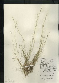 Sporobolus vaginiflorus var. vaginiflorus image