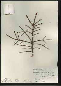 Picea mariana image