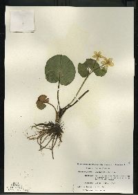 Caltha palustris image