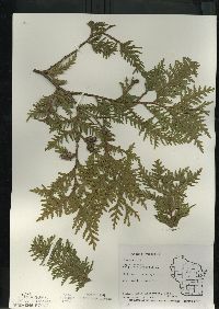 Thuja occidentalis image