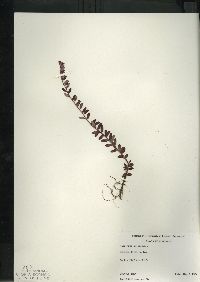 Vaccinium oxycoccos image