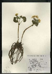 Caltha palustris image