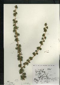 Larix laricina image