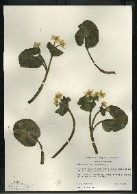 Caltha palustris image