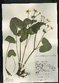 Caltha palustris image