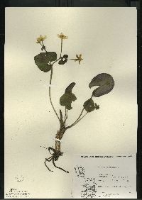 Caltha palustris image