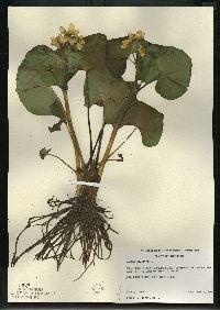 Caltha palustris image