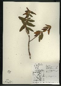 Rhododendron groenlandicum image