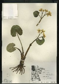 Caltha palustris image