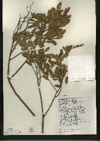 Chamaedaphne calyculata image