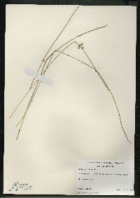 Juncus balticus subsp. littoralis image