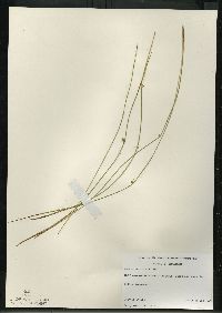 Juncus balticus subsp. littoralis image