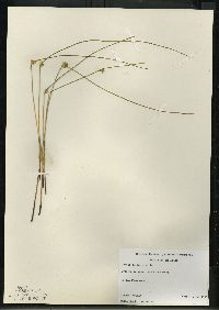 Juncus balticus subsp. littoralis image