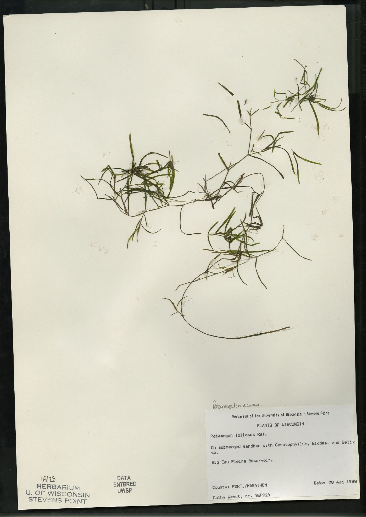 Potamogeton foliosus subsp. foliosus image