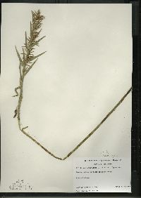 Dulichium arundinaceum var. arundinaceum image