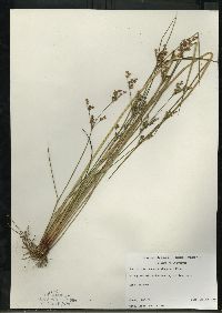 Juncus brevicaudatus image