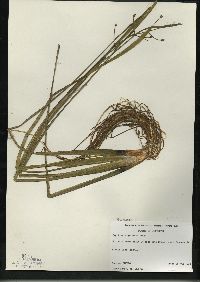 Sagittaria graminea subsp. graminea image