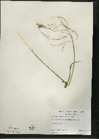 Glyceria canadensis image