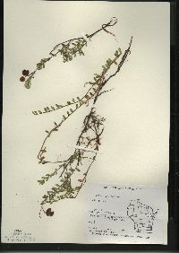 Vaccinium macrocarpon image