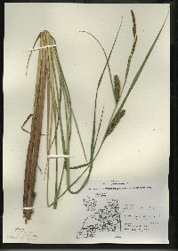 Carex lacustris image