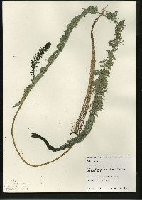 Myriophyllum sibiricum image