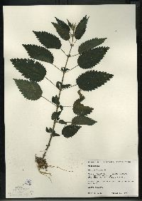 Urtica gracilis image