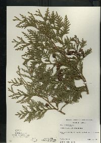 Thuja occidentalis image