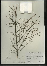 Picea mariana image