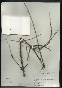 Larix laricina image