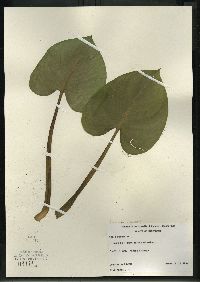 Caltha palustris image