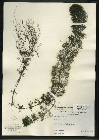 Bidens beckii image