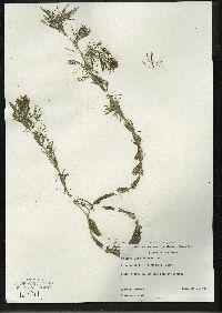 Myriophyllum sibiricum image