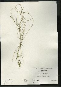 Potamogeton foliosus subsp. foliosus image