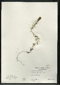 Utricularia intermedia image