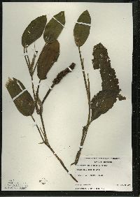 Potamogeton amplifolius image