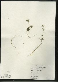 Ranunculus aquatilis var. diffusus image