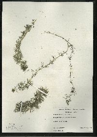 Myriophyllum sibiricum image