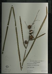 Sparganium eurycarpum image