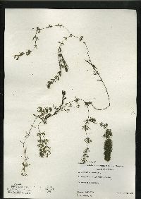 Ceratophyllum demersum image