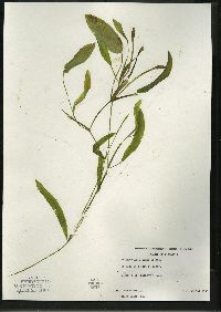 Potamogeton alpinus image