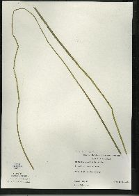 Sparganium angustifolium image