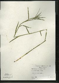 Dulichium arundinaceum var. arundinaceum image