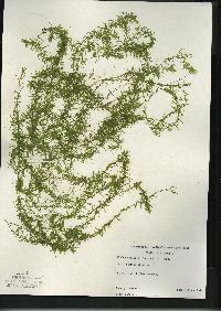 Elodea nuttallii image