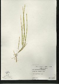 Sparganium angustifolium image