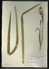 Iris versicolor image