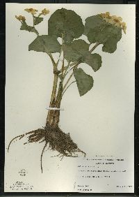 Caltha palustris image