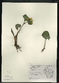 Caltha palustris image