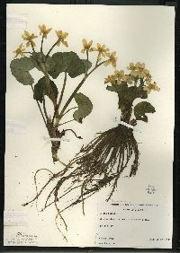 Caltha palustris image